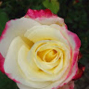 Meet your Posher, Audrey